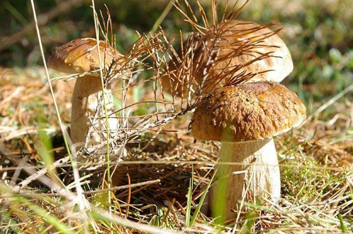 Agro-Wda Villa Czarna Woda Dış mekan fotoğraf