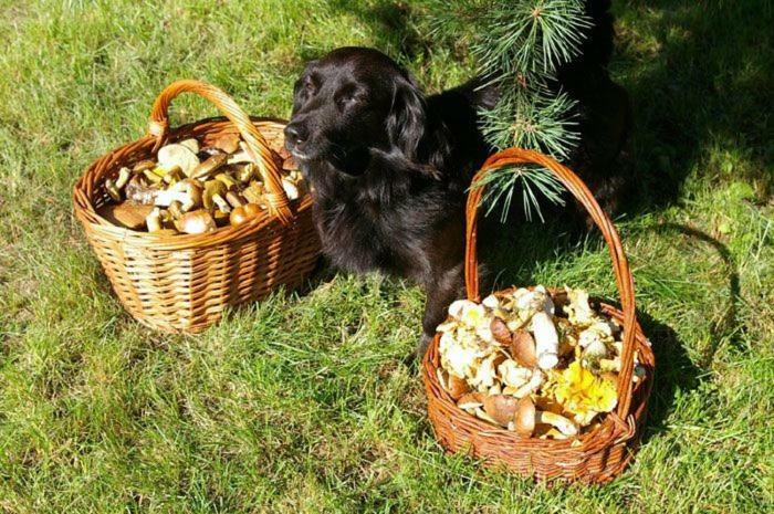 Agro-Wda Villa Czarna Woda Dış mekan fotoğraf